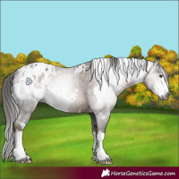 Horse Color:Gray White Spotted Liver Chestnut Appaloosa 