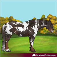 Horse Color:White Spotted Liver Chestnut 
