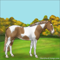 Horse Color:Chocolate Palomino Dun Sabino Tobiano