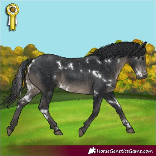 Horse Color:White Spotted Black