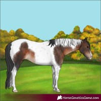 Horse Color:Brown Tobiano 