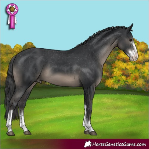 Horse Color:Black Sabino Tobiano Appaloosa 