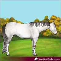 Horse Color:Gray Red Onyx Roan Tobiano