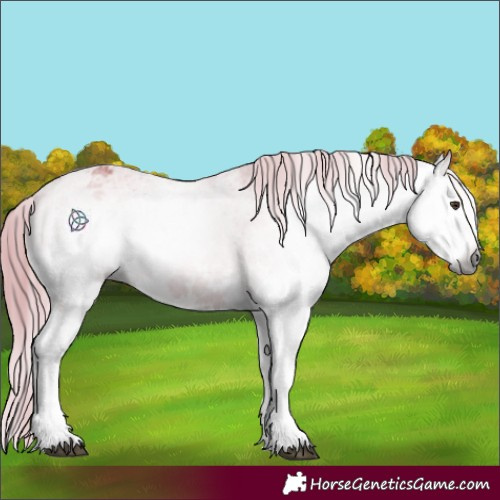 Horse Color:Gray Watercolor White Spotted Liver Chestnut Appaloosa 