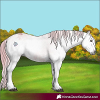 Horse Color:Gray Watercolor White Spotted Liver Chestnut Appaloosa
