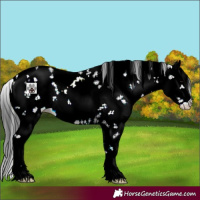 Horse Color:Blue Onyx Sabino 