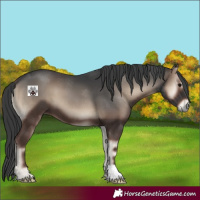 Horse Color:Blue Onyx 