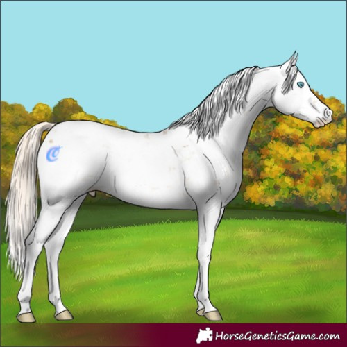 Horse Color:Chocolate Palomino Pearl Sabino 