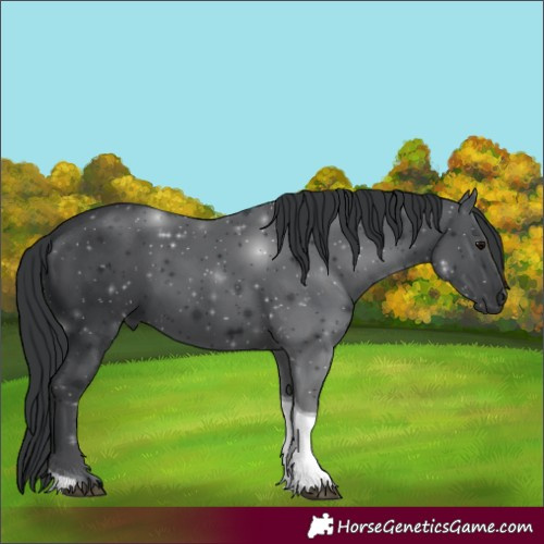 Horse Color:Black Tobiano 