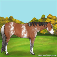 Horse Color:White Spotted Bay 