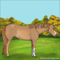 Horse Color:Chestnut Rabicano