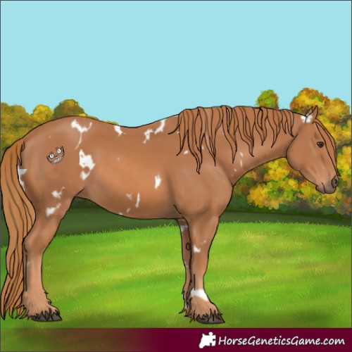 Horse Color:White Spotted Chestnut 
