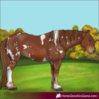 Horse Color:White Spotted Chestnut 