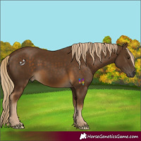 Horse Color:Chocolate Palomino 