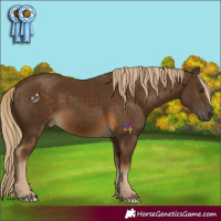 Horse Color:Chocolate Palomino 
