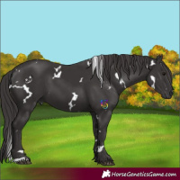 Horse Color:White Spotted Smoky Black