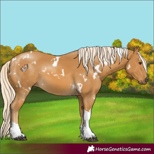 Horse Color:White Spotted Palomino Tobiano 