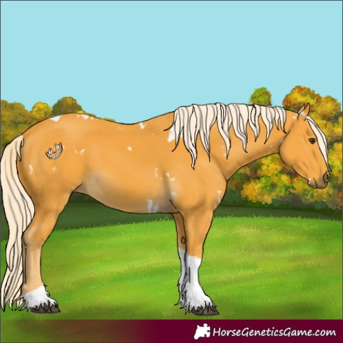 Horse Color:White Spotted Palomino Tobiano 