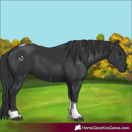 Horse Color:Black Tobiano 