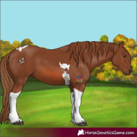 Horse Color:Chestnut Tobiano
