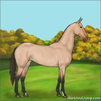 Horse Color:Bay Roan Dun 