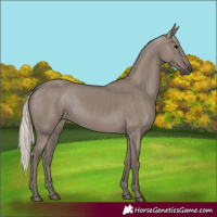 Horse Color:Silver Grullo 