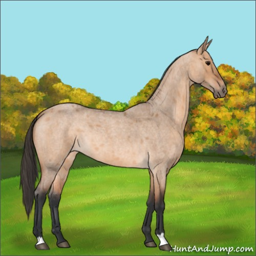 Horse Color:Bay Roan Dun 