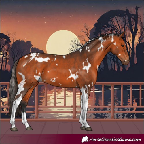 Horse Color:White Spotted Bay Tobiano 