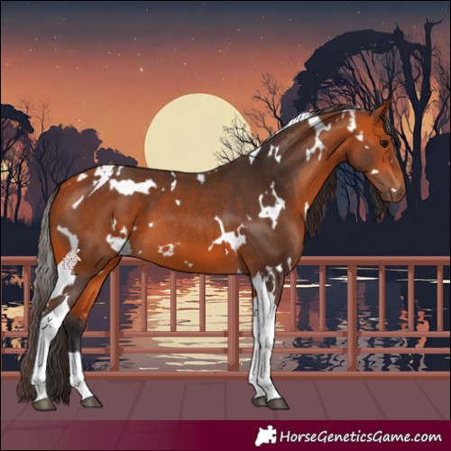 Horse Color:White Spotted Bay Tobiano 