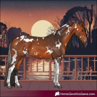 Horse Color:White Spotted Bay Tobiano 