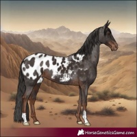 Horse Color:Liver Chestnut Appaloosa 