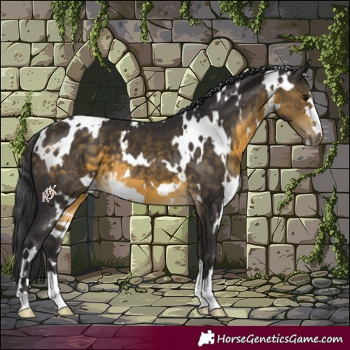 Horse Color:White Spotted Buckskin 