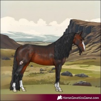 Horse Color:Bay 