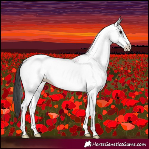 Horse Color:White Spotted Black Blanket 