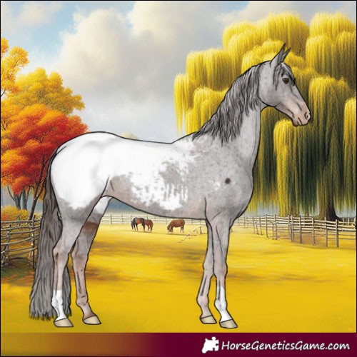 Horse Color:Liver Chestnut Appaloosa 