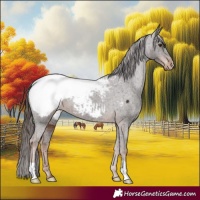 Horse Color:Liver Chestnut Appaloosa 