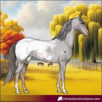 Horse Color:Liver Chestnut Appaloosa 