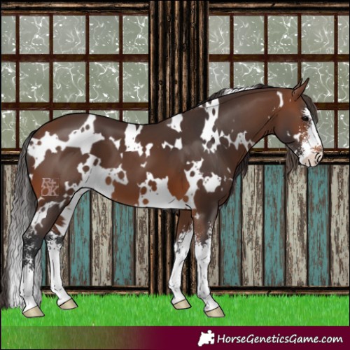 Horse Color:White Spotted Brown Sabino 