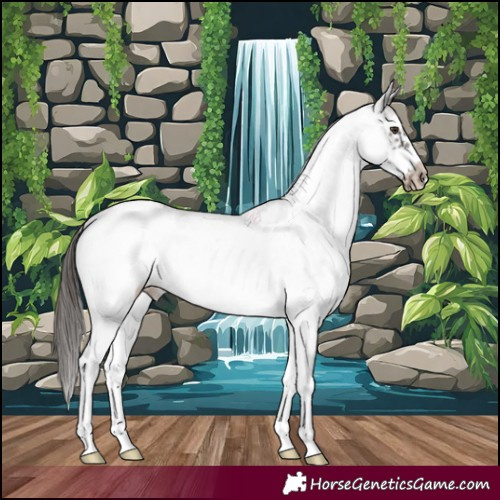 Horse Color:White Spotted Liver Chestnut Frame Appaloosa 