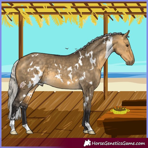 Horse Color:White Spotted Silver Buckskin Dun 