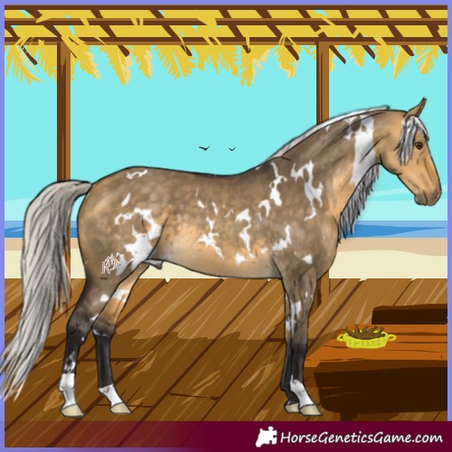 Horse Color:White Spotted Silver Buckskin Dun 