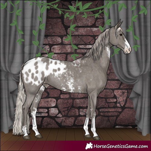 Horse Color:Silver Black Sabino Appaloosa 