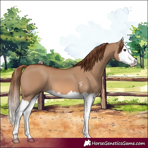 Horse Color:Red Dun Sabino Splash 