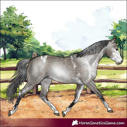 Horse Color:Gray Grullo Sabino Appaloosa 