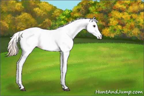Horse Color:White Spotted Red Dun Appaloosa 