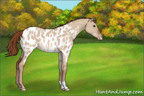 Horse Color:Red Dun Near Leopard 