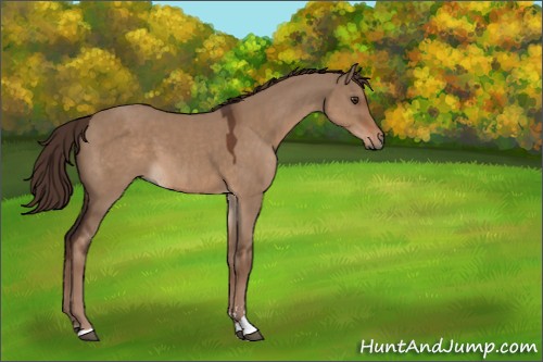 Horse Color:Liver Red Dun Sabino 