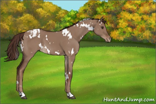 Horse Color:White Spotted Liver Red Dun Appaloosa 