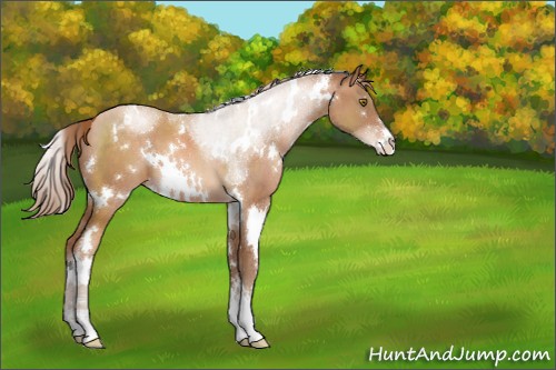 Horse Color:White Spotted Brown Pearl Sabino Appaloosa 