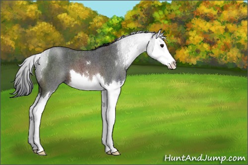 Horse Color:Brown Roan Sabino Splash 